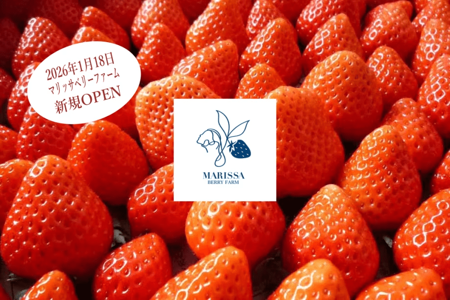 【2026年1月18日OPEN！マリッサベリーファーム】真っ赤に色づいた苺が並ぶ、開園したばかりのフレッシュなファーム。
摘みたてのおいしさを体験できるのは、直営農園だからこそ。