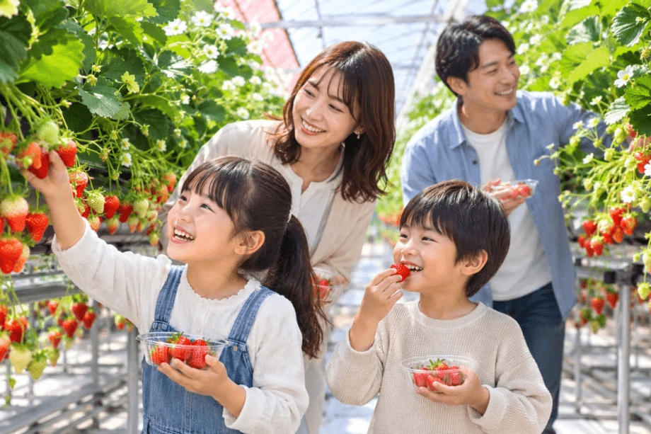マリッサベリーファーム｜直営いちご農園で、初摘み苺のおいしさを体験。※生育品種：べにほっぺ、かおりの、さがほのか、よつぼし、すず