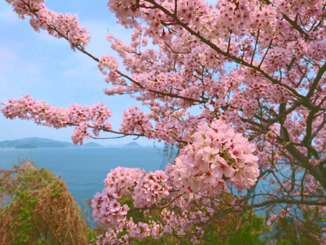 周防大島観光スポット・五条千本桜