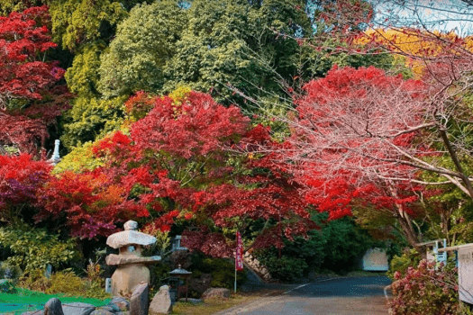 秋色に染まる帯石山・普門寺の「帯石観音」
紅葉に包まれた境内は、静寂と祈りの空気に満ち、訪れる人々の心を優しく癒します。
「仕合わせ祈願の四つの石」のひとつとして知られる、周防大島の名所です。