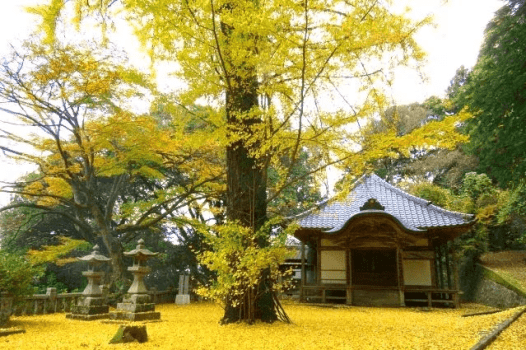 静かな山あいに佇む「文珠堂（もんじゅどう）」
秋が深まる頃、お堂を囲む大イチョウが黄金色に染まり、境内一面が黄の絨毯に包まれます。
周防大島に訪れたなら、一度は見ておきたい秋の絶景です。