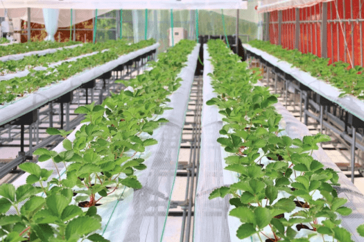 【2026年1月18日OPEN！マリッサベリーファーム】直営いちご農園で、初摘み苺のおいしさを体験。