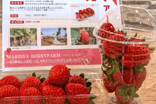 ｜プラン特典：お持ち帰りイチゴを特別価格で｜摘みたてイチゴ、1パック（約150g）500円税込でお持ち帰りいただけます。事前予約制のため、ご予約時にご希望の数量をお知らせください。