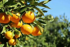 地元特産のみかんを収穫する「みかん狩り体験」ゆっくりと流れる島時間の中、新鮮なみかんで心と体に優しいひとときを＿