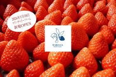 【2026年1月18日OPEN！マリッサベリーファーム】真っ赤に色づいた苺が並ぶ、開園したばかりのフレッシュなファーム。
摘みたてのおいしさを体験できるのは、直営農園だからこそ。