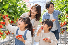 マリッサベリーファーム|直営いちご農園で、初摘み苺のおいしさを体験。※生育品種:べにほっぺ、かおりの、さがほのか、よつぼし、すず マリッサベリーファーム|直営いちご農園で、初摘み苺のおいしさを体験。※生育品種:べにほっぺ、かおりの、さがほのか、よつぼし、すず