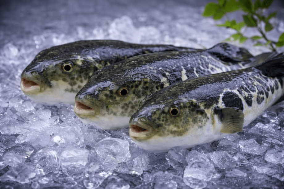 『　フグ会席　』憧れの大皿てっさを豪快に味わう！石川の海の恵み直送ふぐ特選会席と温泉旅！！
