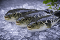 『　フグ会席　』憧れの大皿てっさを豪快に味わう！石川の海の恵み直送ふぐ特選会席と温泉旅！！