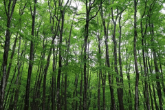 【1泊朝食】＜一人旅応援プラン＞”日本三大薬湯”松之山温泉と和朝食を楽しむ＜夕食なし＞