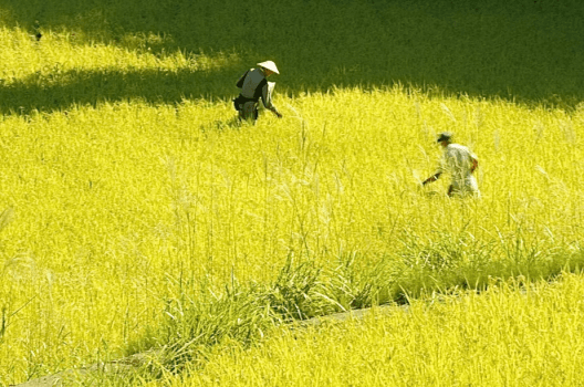 1泊朝食&rdquo;松之山・天水田のコシヒカリ&rdquo;を味わう里山朝食【2026年1月22日～】