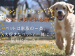 わんちゃんを預けて泊まれる宿