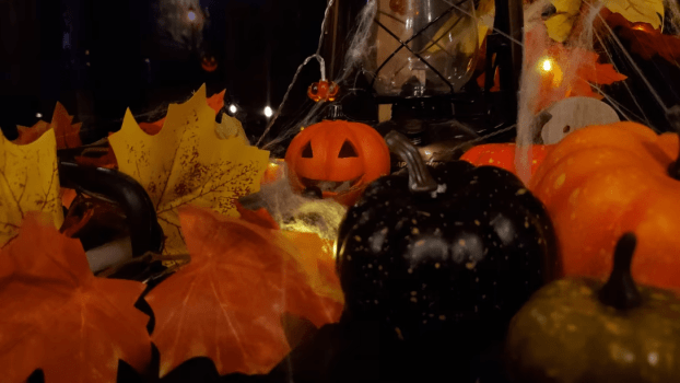【選べる食事タイプ】虹色焚き火付き！森ハロデビュープラン🎃