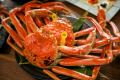 【夕朝食付】waku terrace｜福井が誇る 越前がにの堪能コース＜ゆで蟹・かに鍋＞｜ペット可