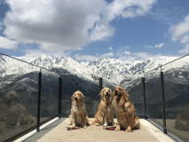 【公式HP予約】白馬村で犬と泊まれる宿🐶大型犬（室内飼犬）でも同室で泊まれます！ルームチャージ、お食事はオプションとなります