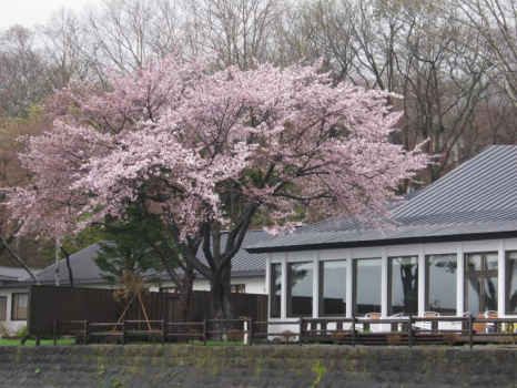 ５月　桜の頃