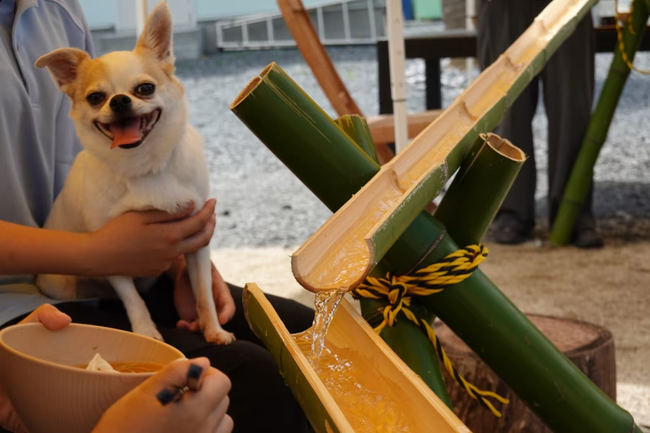 愛犬と楽しむ流しそうめん