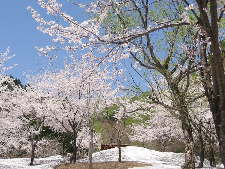 春の訪れ、桜めぐり 春の訪れ、桜めぐり