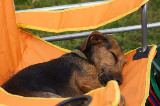 GLAMPING FIELD／愛犬と一緒に！シンプル素泊まりプラン