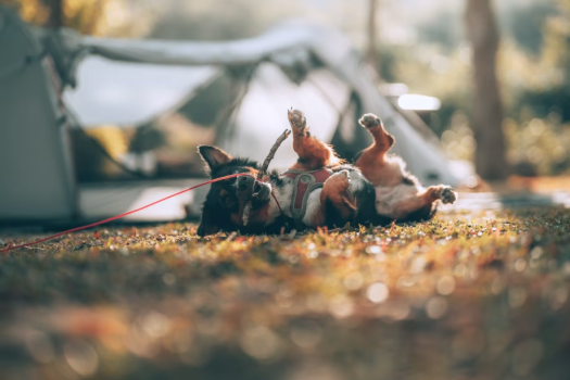 【飯能市民限定】GLAMPING FIELD／愛犬と一緒に！ グランピングプラン（1泊2食付き）