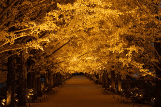【先着100名様限定】昭和記念公園「秋の夜散歩2026」入園券&日本庭園ライトアップ観賞券付プラン - 朝食付 【先着100名様限定】昭和記念公園「秋の夜散歩2026」入園券&日本庭園ライトアップ観賞券付プラン - 朝食付