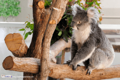 お子様と淡路島旅行をお楽しみください（写真は淡路ファームパーク イングランドの丘）