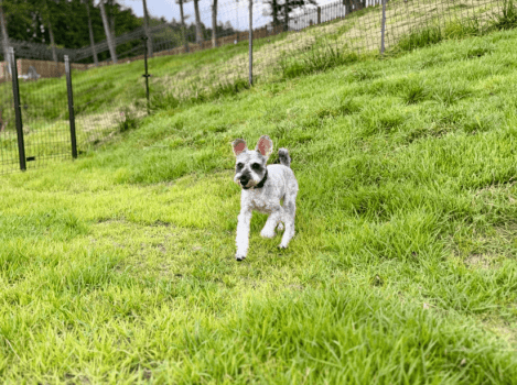 ◆◇◆愛犬と過ごす『蔵王の自然と薪火のくつろぎプラン』◆◇◆ ◆◇◆愛犬と過ごす『蔵王の自然と薪火のくつろぎプラン』◆◇◆