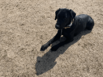 ◆◇◆愛犬と過ごす『蔵王の自然と薪火のくつろぎプラン』◆◇◆