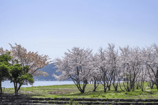 【春の絶景体験】海津大崎 桜クルーズチケットプレゼント ― 桜と過ごすプレミアムリゾートステイプラン