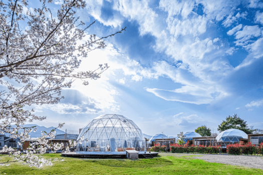 【春の絶景体験】海津大崎 桜クルーズチケットプレゼント ― 桜と過ごすプレミアムグランピングプラン