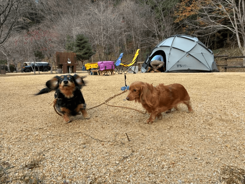 ペットもOK ！　AC電源/シンク付き　オートキャンプサイト