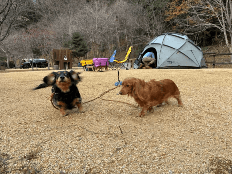 オートキャンプサイト