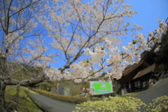 手ぶらでOK！！日帰りお花見プラン🌸　 オートキャンプサイト