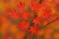 秋のゆったりプラン　AC電源/シンク付き　オートサイト