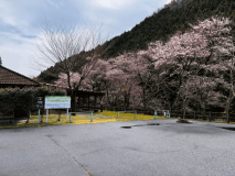 お花見バーベキュー🌸
