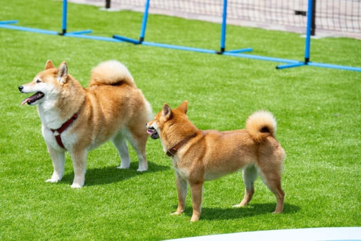 【ワンちゃん同伴可】手ぶらでラクラク♪日帰りBBQを楽しむ「道具付デイユースプラン」