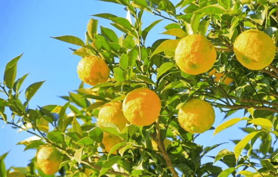 本館・土曜～1泊｜３０周年記念リトリート