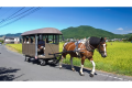 【観光辻馬車】のどかな田園地帯を馬が引く観光辻馬車です
穏やかな風に吹かれつつ、馬に揺られて、由布岳を背に美しい里景色を眺めていると、日々の忙しさから開放され次第に心もほぐれていくようです。