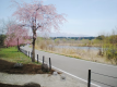 春には園路で桜が咲き誇ります