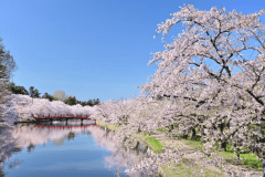 弘前公園　桜