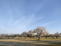 『大湯環状列石（ストーンサークル）』
