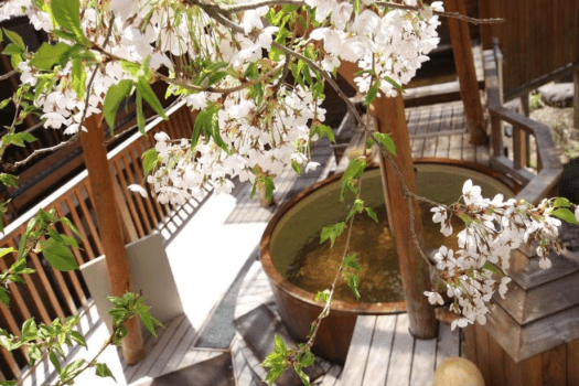 【春の大浴場露天風呂】GW前後は桜を見ながらの花見露天風呂が楽しめるかもしれませんよ！