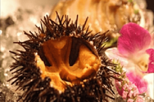 【国産殻付きウニ】クリアでクリーミーな味わいをご堪能。