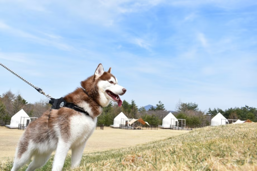 【愛犬の記念日に】室内装飾＆ごほうびデザート付き★アニバーサリーBBQプラン《2食付》