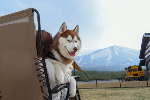 【ドッグフレンドリーBBQ】大自然×愛犬×美食！ジオルームで至福のひととき／1泊2食付