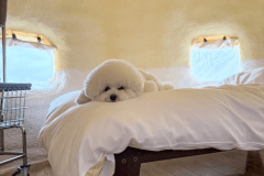 ドッグラン付きジオルーム(ダブル)