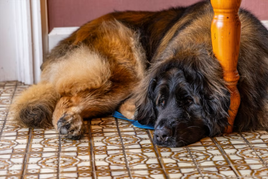 🍂今だけ2,000円OFF！愛犬と過ごす秋の癒し旅🍂【選べる食事】