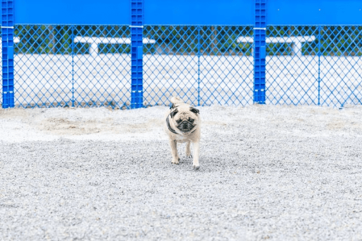 【20%OFF】🍂秋旅応援🍂北杜の森で愛犬と過ごす贅沢な休日~人気の1泊2食付プラン~ 【20%OFF】🍂秋旅応援🍂北杜の森で愛犬と過ごす贅沢な休日~人気の1泊2食付プラン~