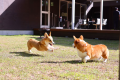【モニター限定30％OFF】北杜の森で過ごす、愛犬との癒しのステイ～じゅわっと肉汁が広がる手作りハンバーグを堪能～<1泊2食付き>