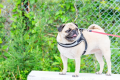 🍂今だけ2,000円OFF！愛犬と過ごす秋の癒し旅🍂【素泊まり】