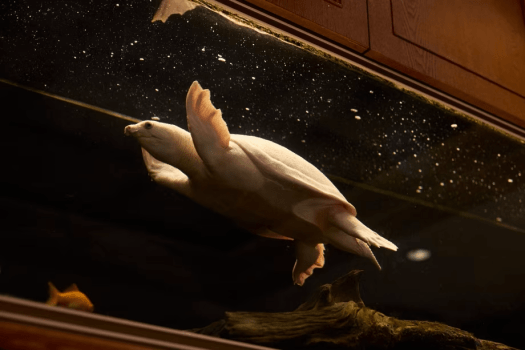 わかみずのアイドル　スッポンモドキ